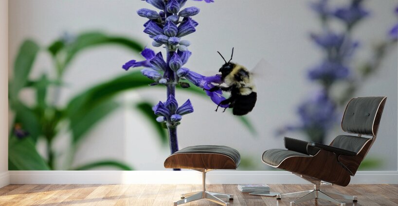 Just A Blue Salvia Buzzing Bee Wall Murals