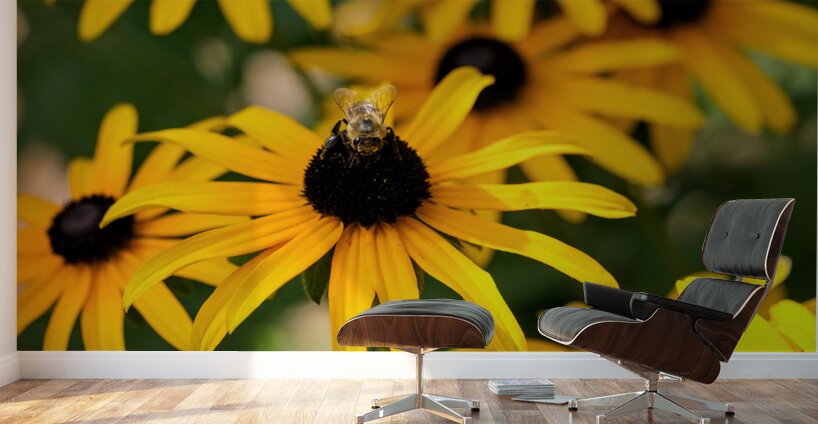 Bee One with Black-Eyed Susan Wall Murals