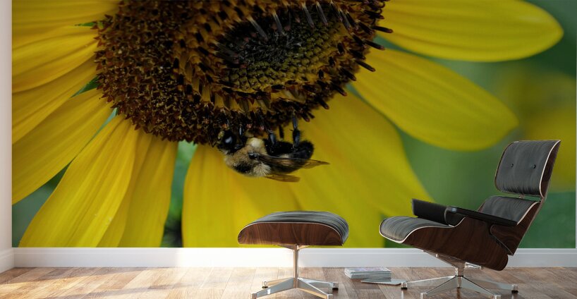 Bee Under the Sunflower:  The Architect of Harvest Wall Murals
