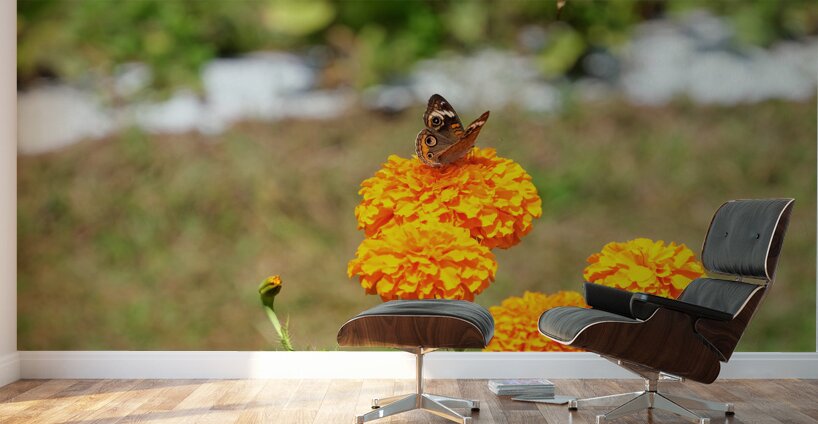 A Butterfly’s Pause Amid Sunfire Blooms Wall Murals