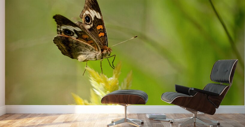 Buckeye Butterfly: Stillness Between Wingbeats Wall Murals