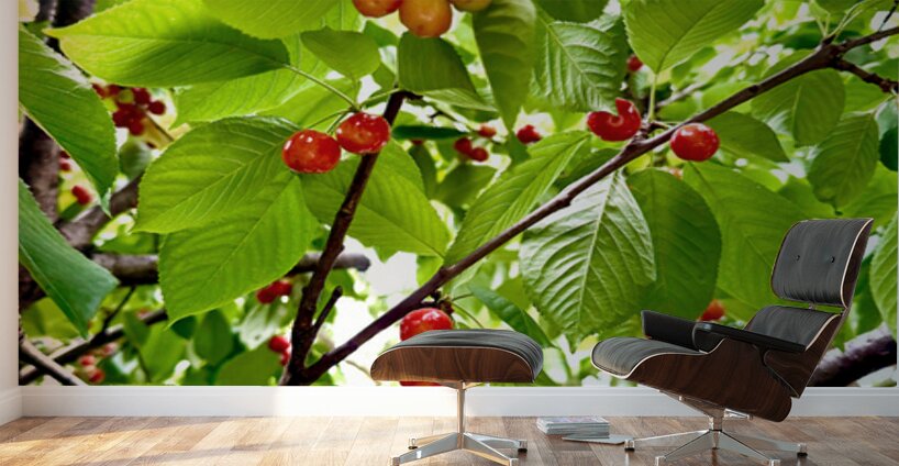 Emerald Boughs and Scarlet Promises Wall Murals