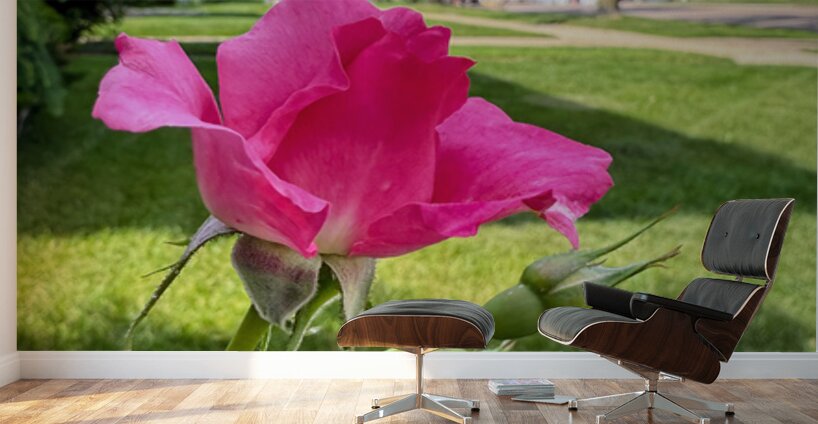 Petal by Petal: Becoming Beautiful Without Permission Wall Murals