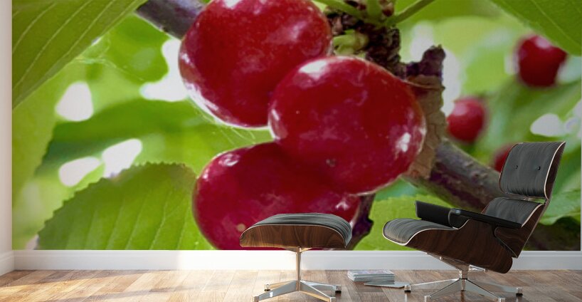 Ripened Silence: Cherries in the Suns Embrace Wall Murals