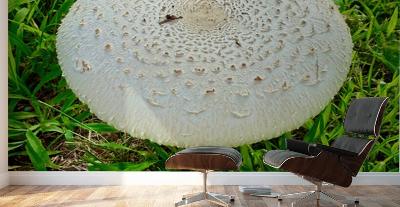 Fungal Solar Disc Wall Murals