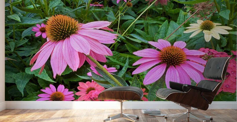 Coneflower Chorus Wall Murals