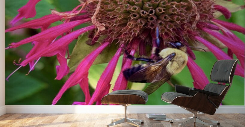 Vital Encounter Wall Murals