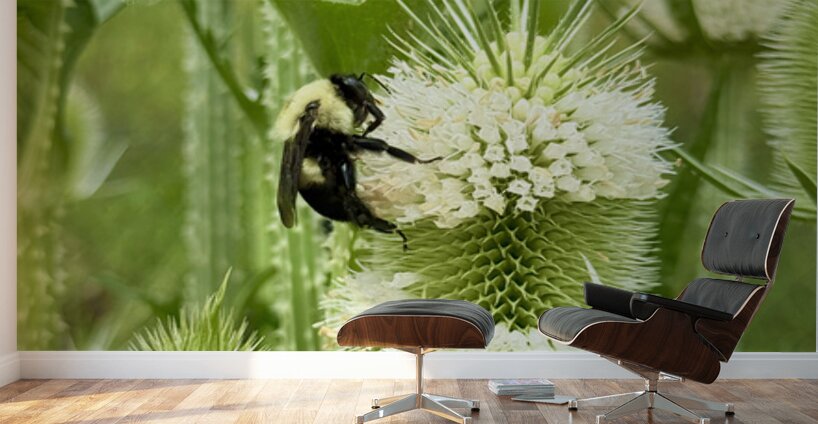 Teasel’s Midday Guest Wall Murals