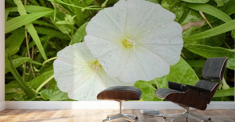 Paired in Bloom: Bindweed Duo Wall Murals
