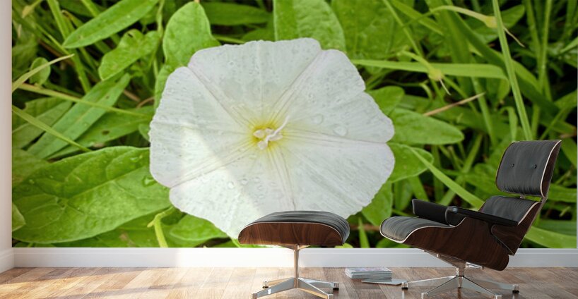 Bindweed Still Life in Nature Wall Murals