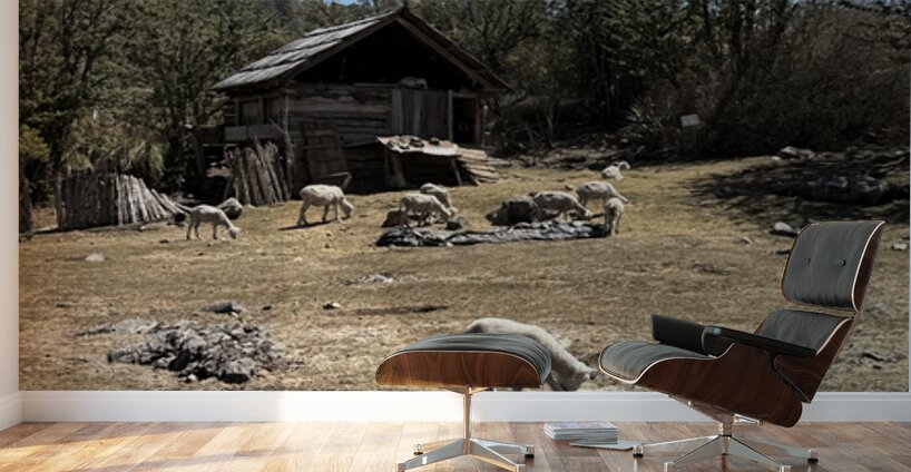 IMG 9504 Wall Murals