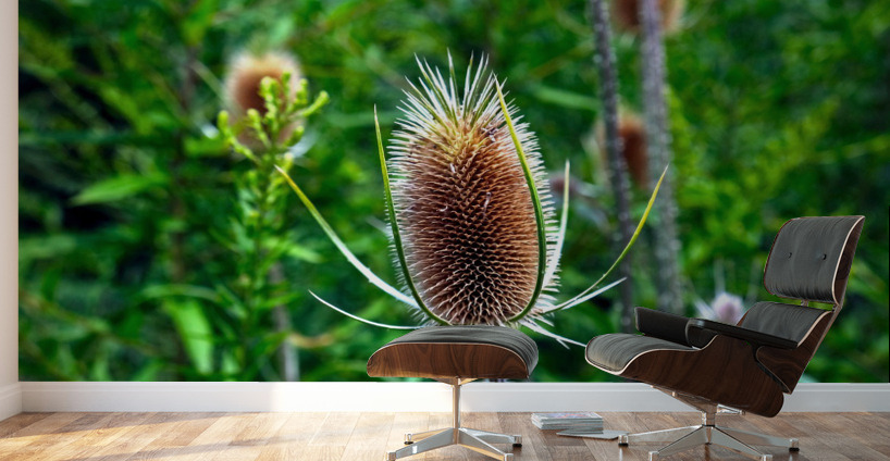 A Beautiful Prick Wall Murals