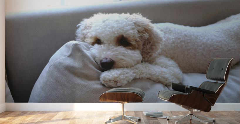 Patient Pooch Finn Wall Murals