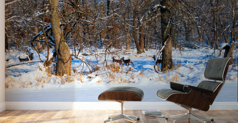 Oh Deer  Wall Murals