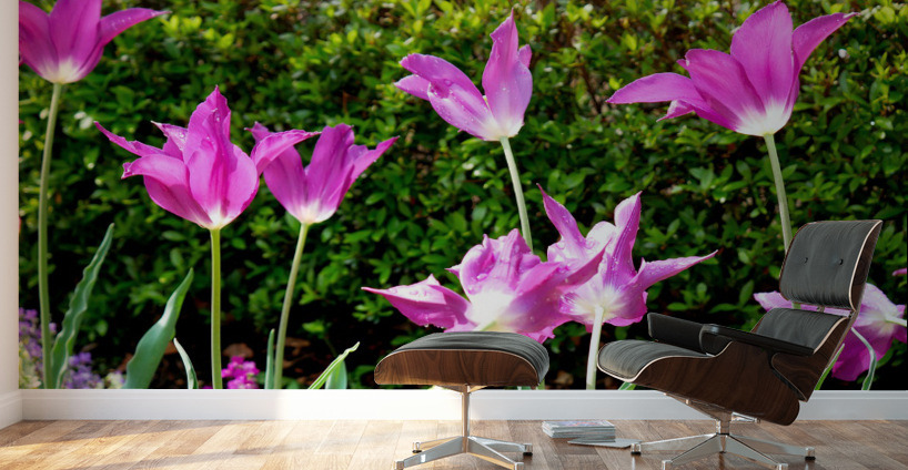 Tulips Singing to the Sun Wall Murals
