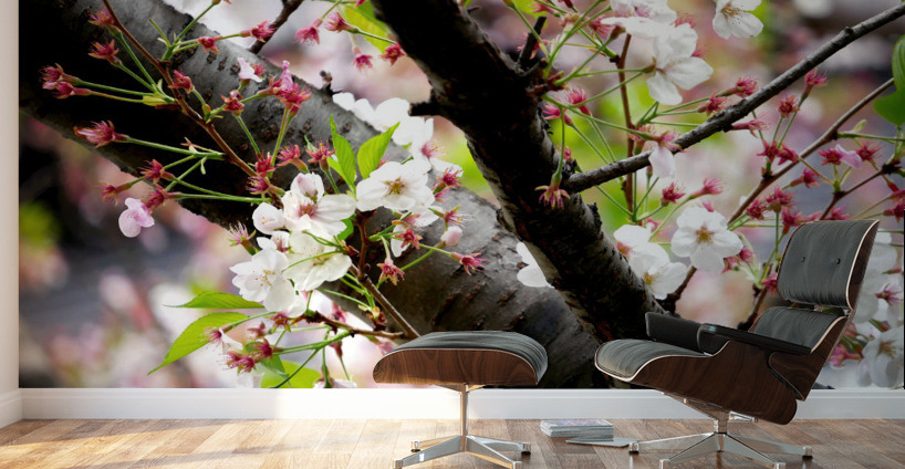 Cherry Blossom 2B Wall Murals