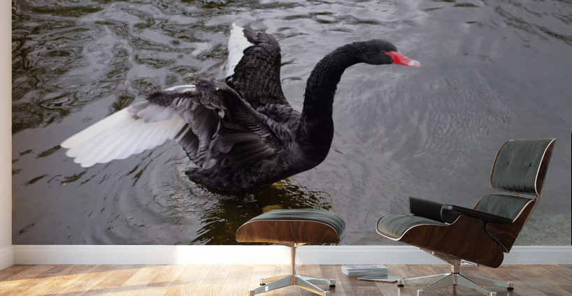 A Black Swan Moment Wall Murals