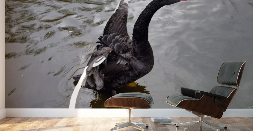 A Black Swan Moment 2B Wall Murals