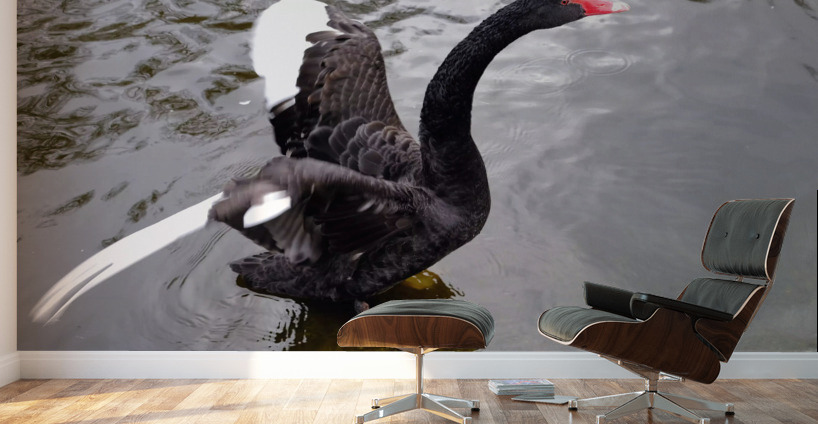 A Black Swan Moment 2 Wall Murals