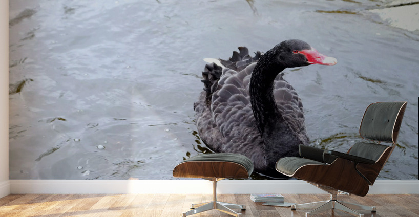 A Black Swan Moment  Wall Murals