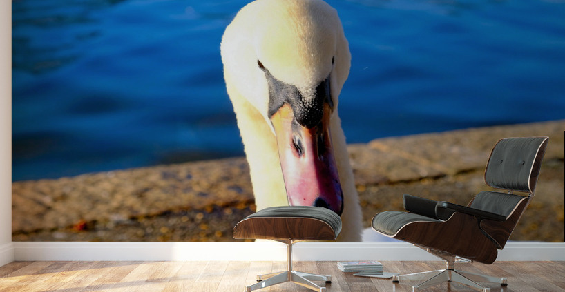 Riverside Swan Close-Up Wall Murals