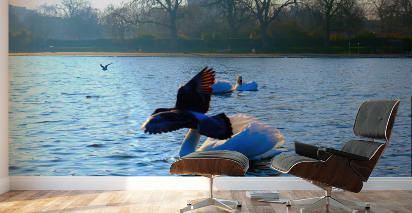Pigeon-bombed Swan Wall Murals