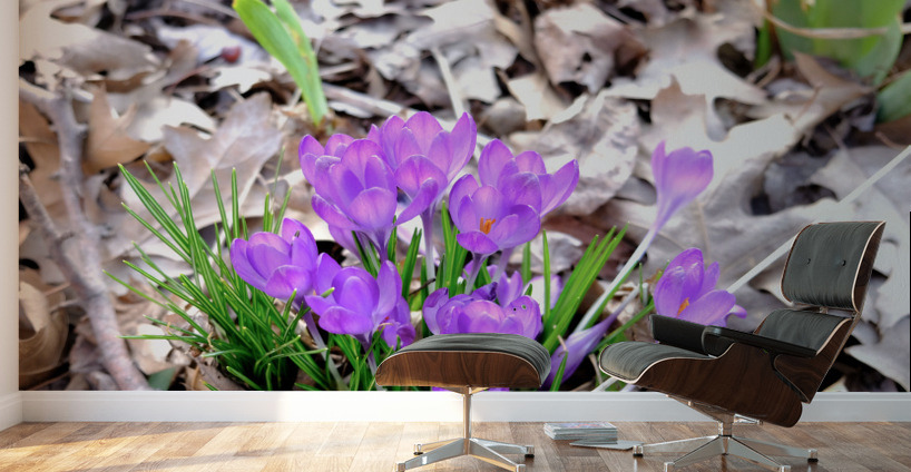 Spring’s Prelude Wall Murals