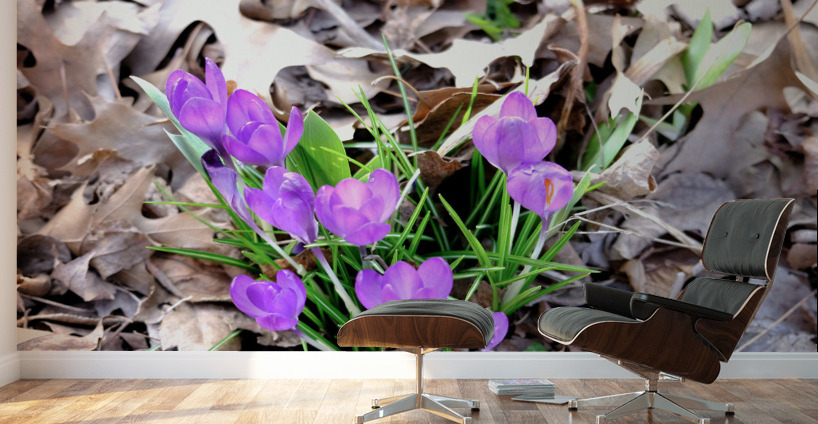 Spring Awakening Wall Murals