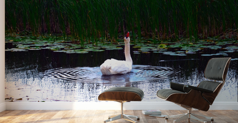 Where Is The Rain  Wall Murals