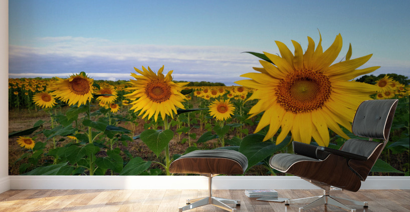 A Golden Gaze Wall Murals