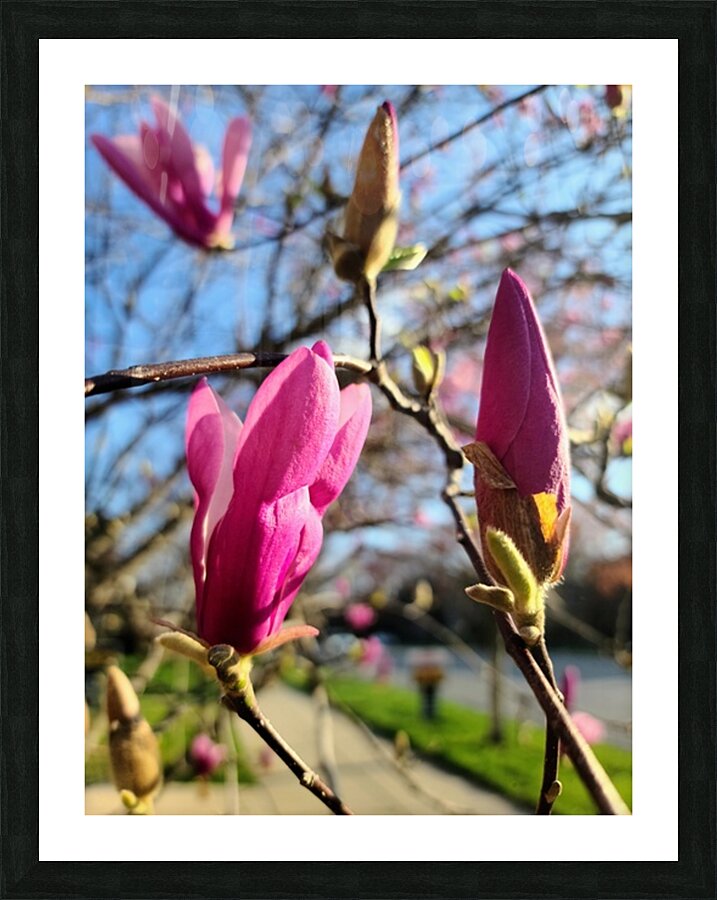Buds of Hope and the Promise of Spring Picture Frame print