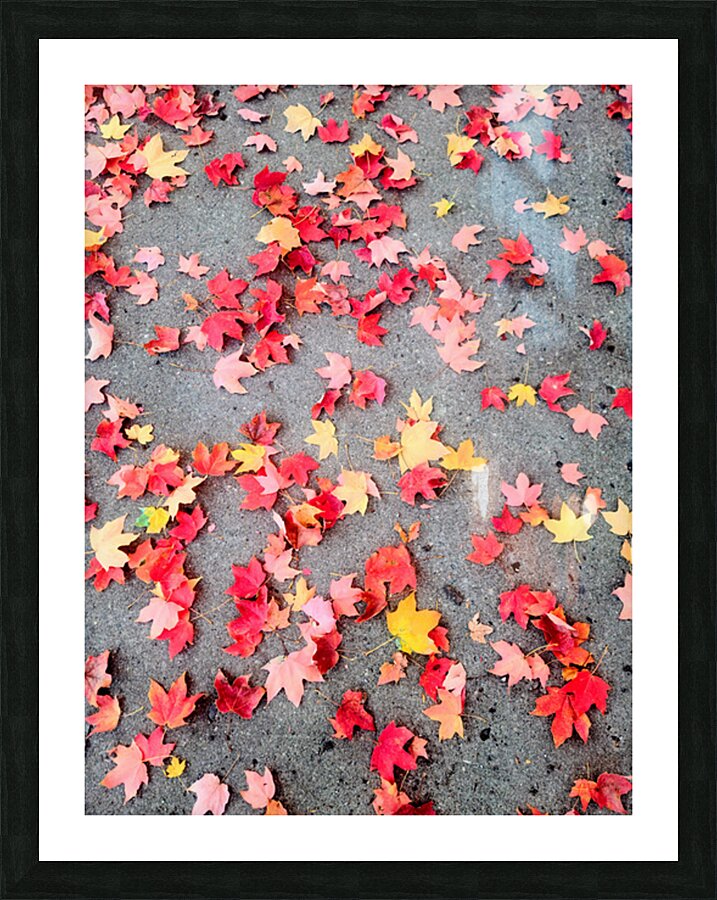 Colorful Fallen Beauties Picture Frame print