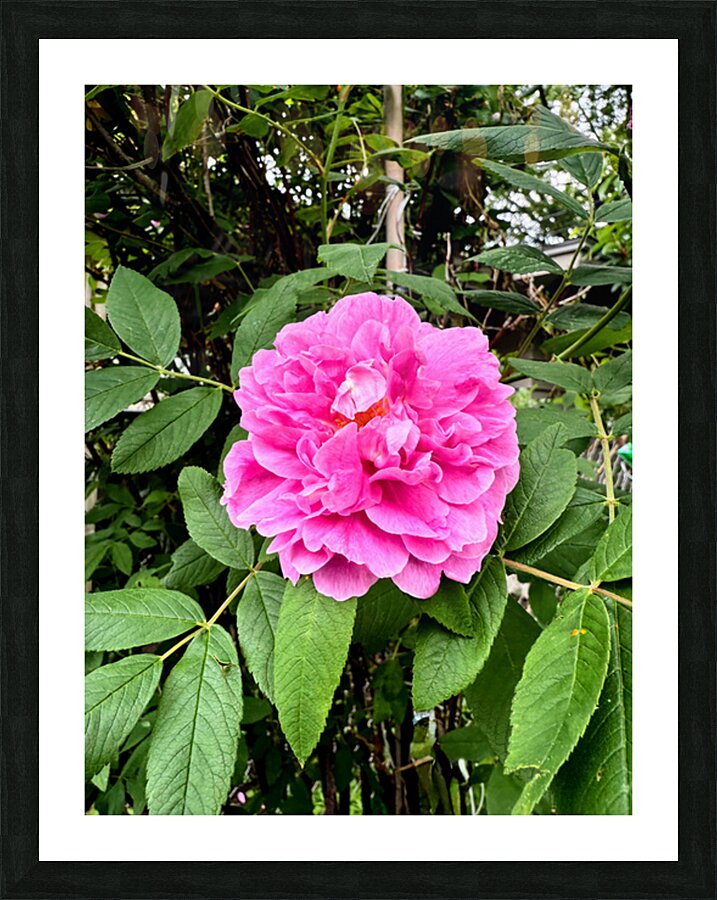 Wild Grace: The Rugosa Bloom Picture Frame print