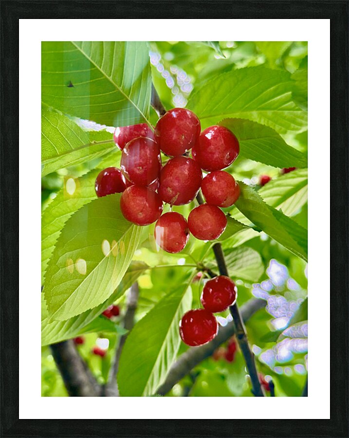 The Cherry Covenant: Nature’s Silent Promise Picture Frame print