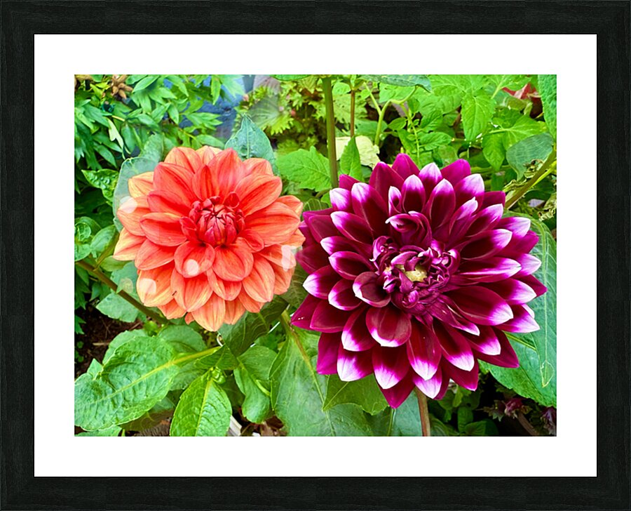 Harmony Blooms: When Opposites Flower Together Picture Frame print