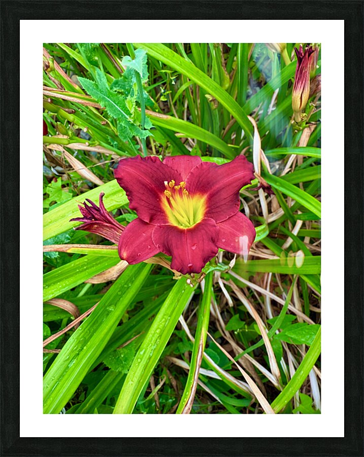 Crimson Flare Picture Frame print