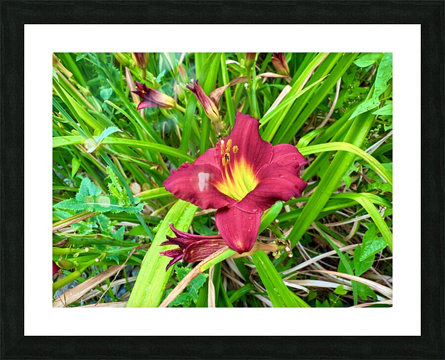 Fireheart Daylily Picture Frame print
