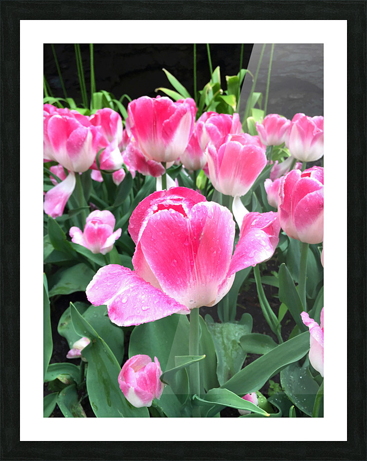 Tulips Are Better Than One C Picture Frame print