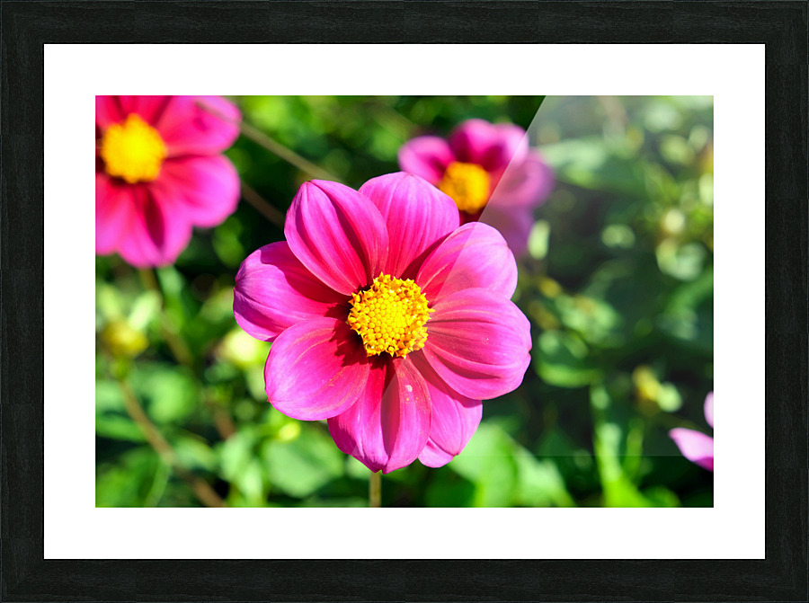 Flower Bloom 7 Picture Frame print