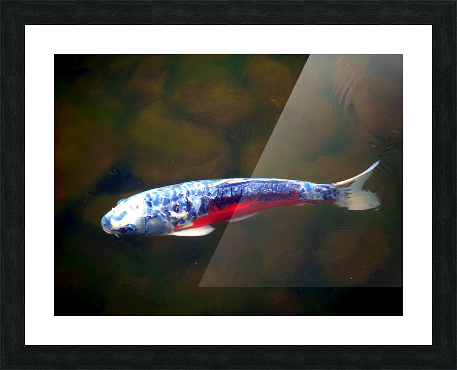 An American Koi Story Picture Frame print