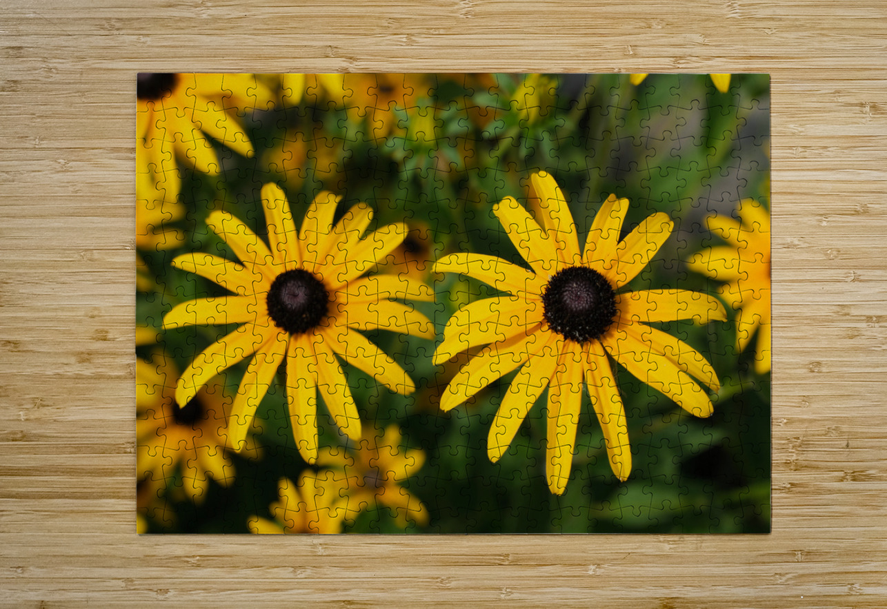 Golden Resilience: Black-Eyed Susan in Summer Bloom Click4Pix Puzzle printing