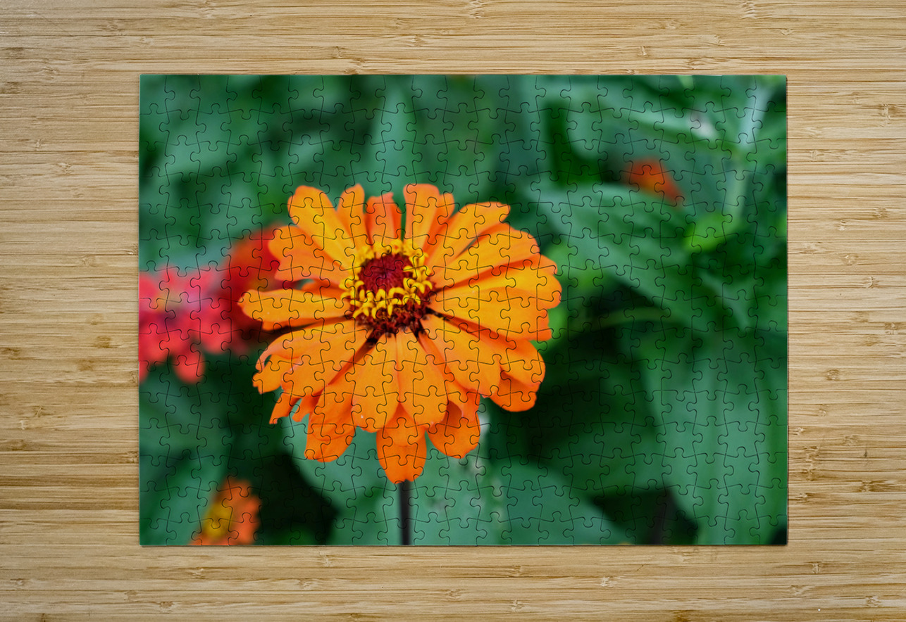 Orange You Royale King Zinnia Click4Pix Puzzle printing