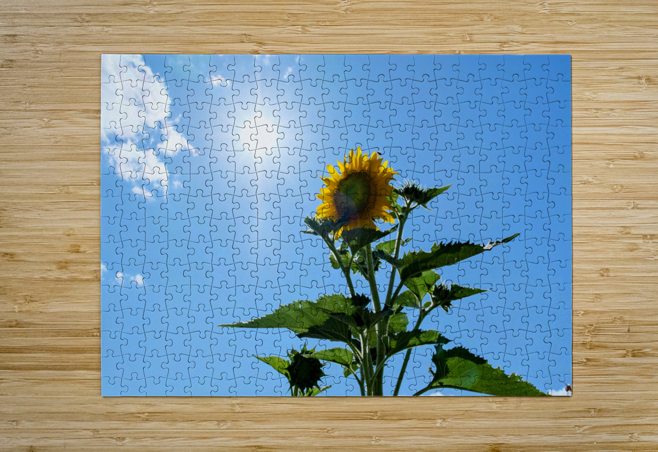 Solar Serenade: The Bloom That Reaches Back Click4Pix Puzzle printing