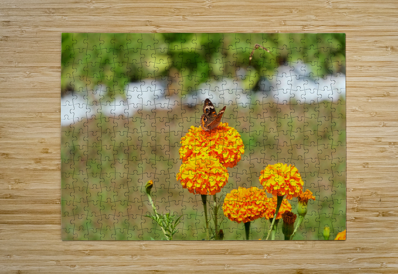 A Butterfly’s Pause Amid Sunfire Blooms Click4Pix Puzzle printing