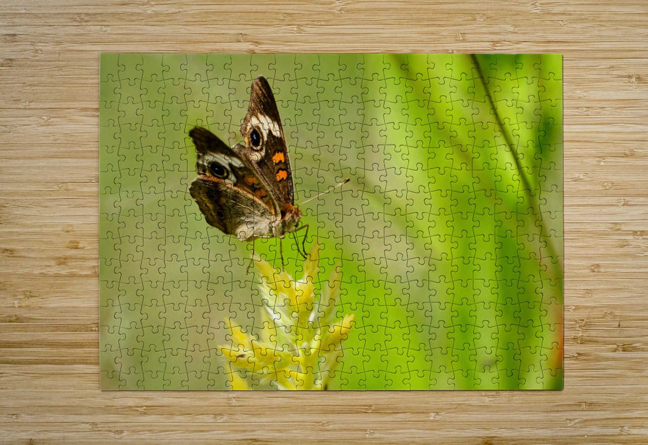Buckeye Butterfly: Stillness Between Wingbeats Click4Pix Puzzle printing