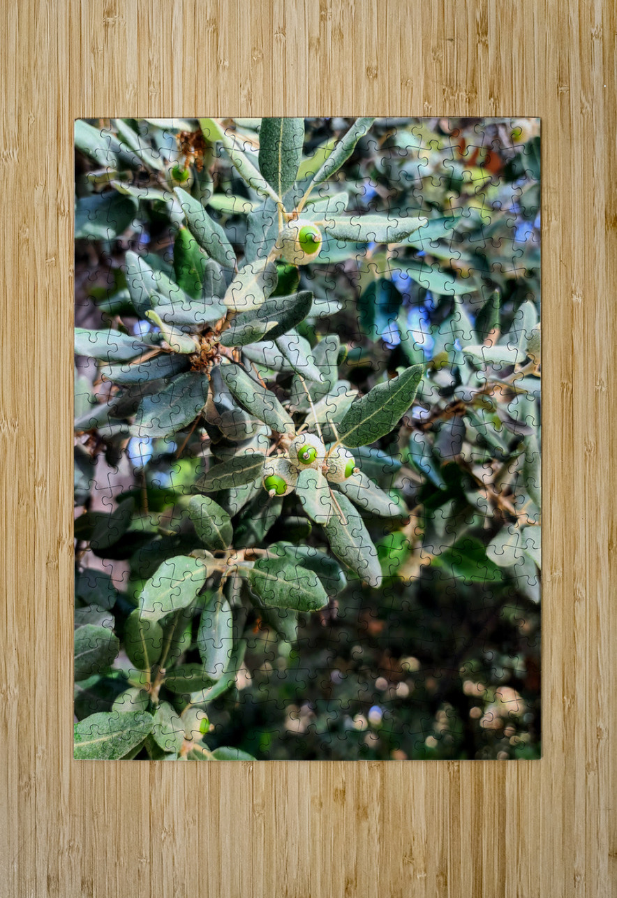 Beneath the Olive Shade Click4Pix Puzzle printing