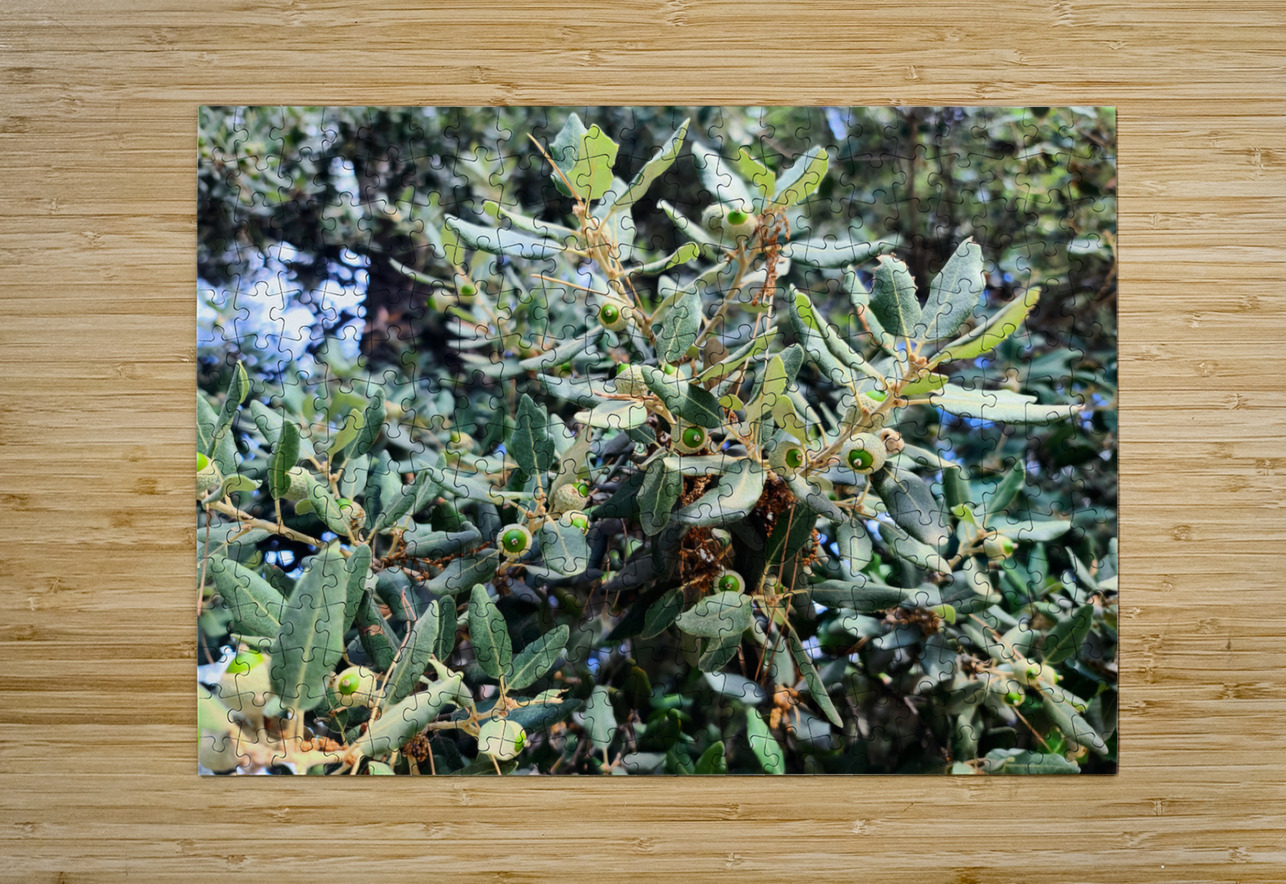 Acorn Awakening Click4Pix Puzzle printing