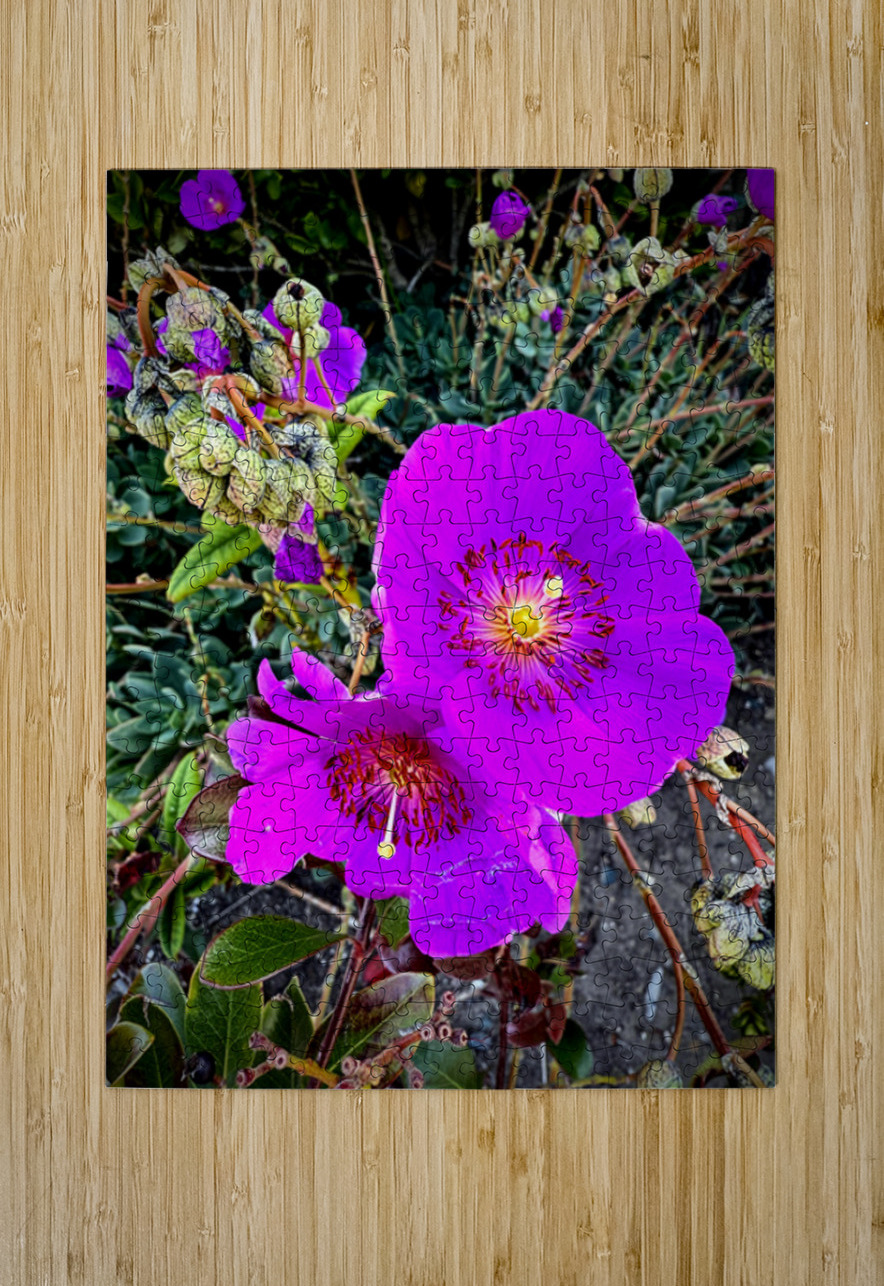 Rock Purslane: Pulse of the Desert Bloom Click4Pix Puzzle printing