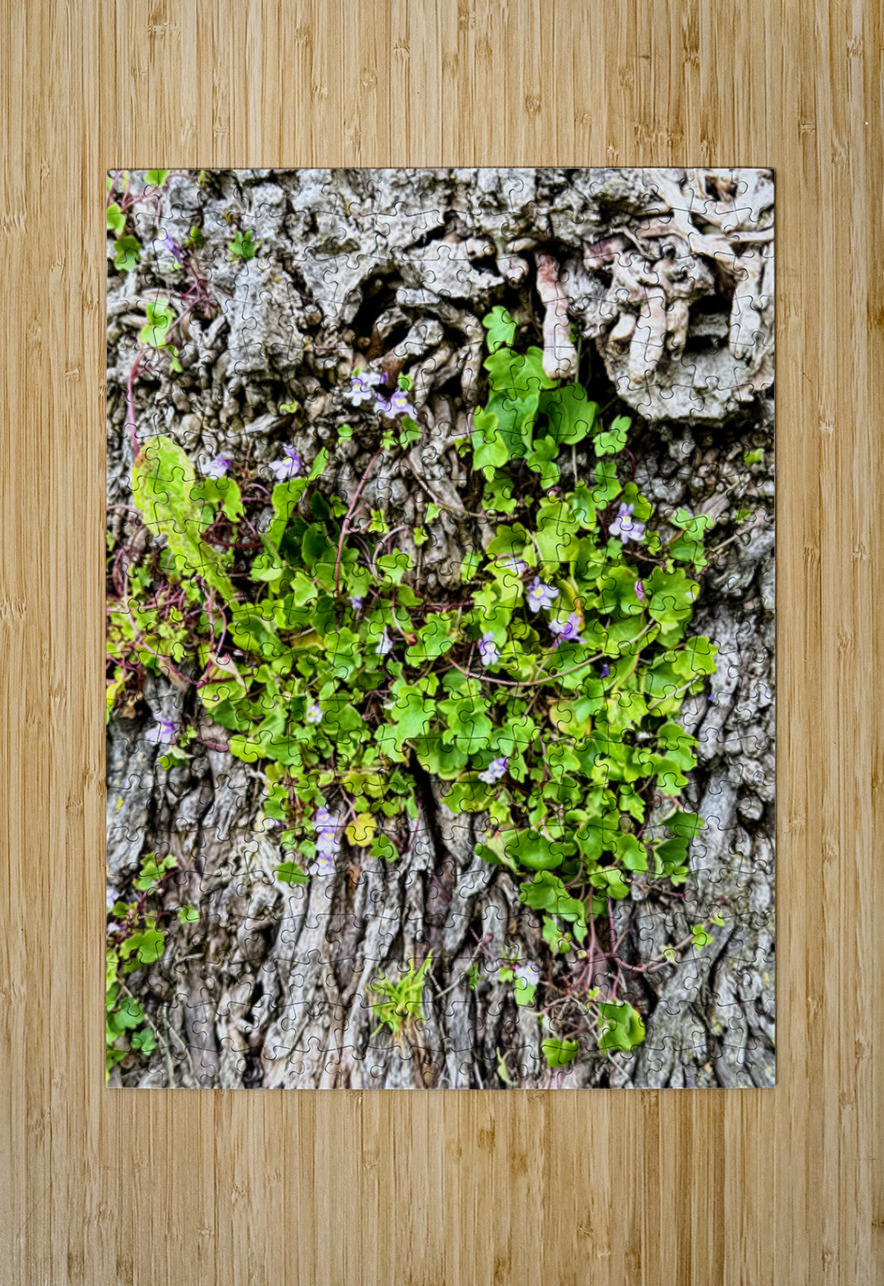  Ivy-leaved Toadflax: A Green Defiance Click4Pix Puzzle printing