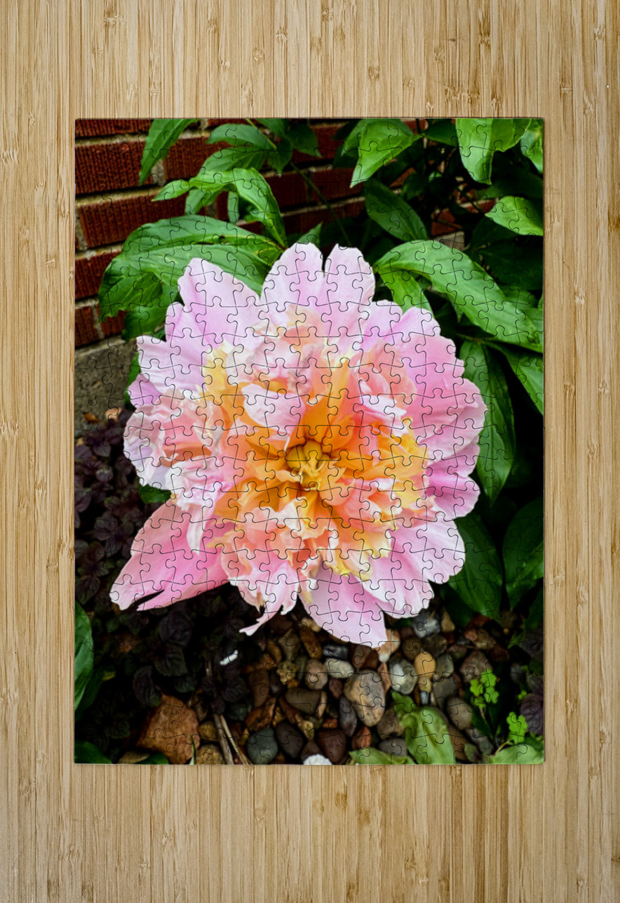 Raspberry Sundae: The Painter’s Peony Click4Pix Puzzle printing